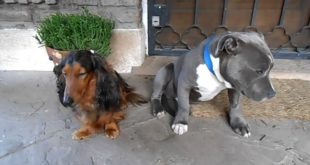 clip hài hước hai chú chó tỏ vẻ hối lỗi khi bị chủ mắng