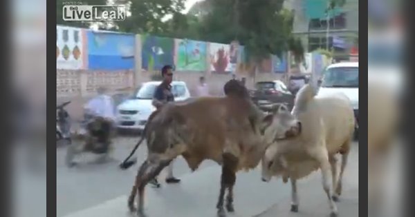 bò húc nhau trên đường phố