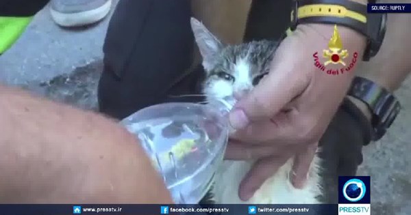 chú mèo được cứu sống trong đống đổ nát ở Ý