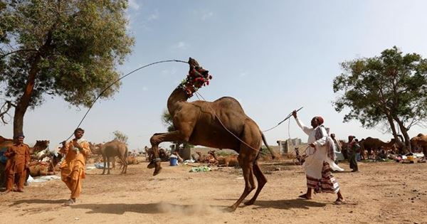 lạc đà tại lễ hội Eid Al-Adha 2016